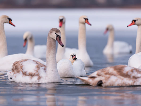 Captura de Aves