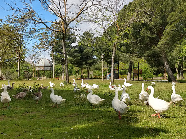 Captura de Aves