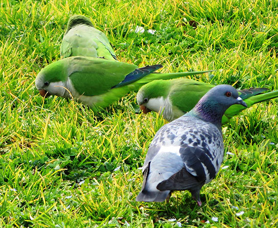 Control aves madrid