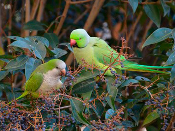 Control Aves Urbanas